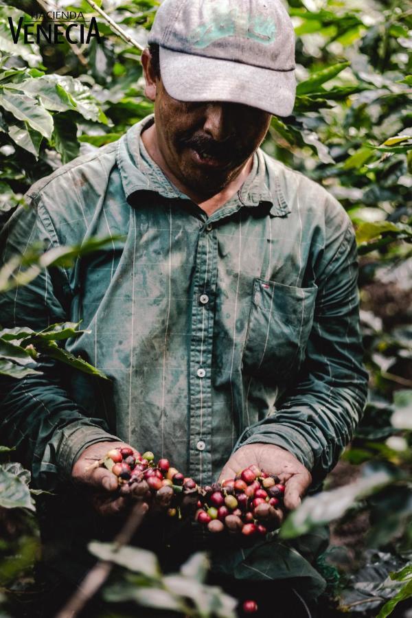 Hacienda Venecia Coffee Farm Hotel San Peregrino المظهر الخارجي الصورة